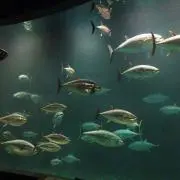 やま029の画像