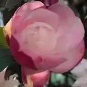 ルパンの画像