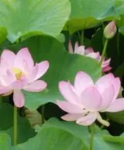 re.ri.ru.ri.maの画像