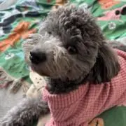 kiki  即購入◎おまとめ割◎の画像