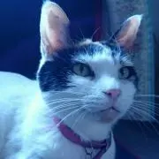 ニコ