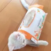 うみ