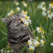 あゆみんの画像