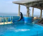 さくまんの画像