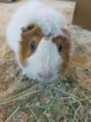 桃福ちゃん