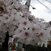 なつせの画像
