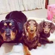 ちゃんゆーの画像