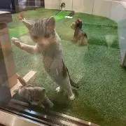 やすの画像