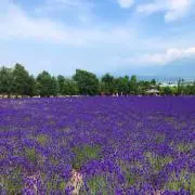 たまごの画像