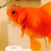 ごくりの画像