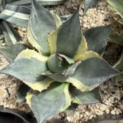 koh_plantsの画像