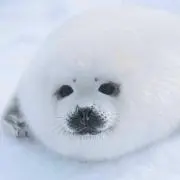 たてちゃんの画像