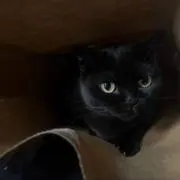 アユム