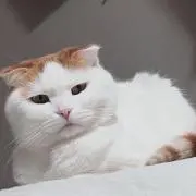 KAMEXの画像