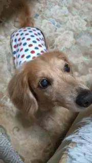 かおり