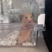 さくの画像