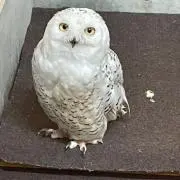 あさ