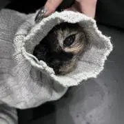 うちだゆいかの画像