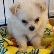 たかたかしまの画像