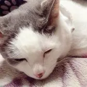 えにょっき