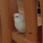 Reiの画像