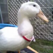 MOGURAの画像