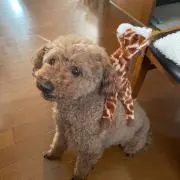 ノンタくんの画像