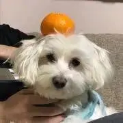 ちびタラ子
