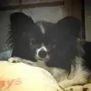 さいとぅーの画像