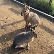 なきり