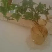 ☆Leaf☆の画像