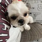 ちー