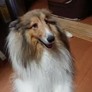 ランディ   ボーイの画像