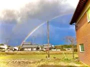 はちの画像
