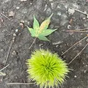 あきこの画像
