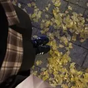 ジェコの画像