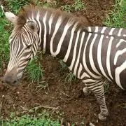 スータン