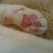フウカ