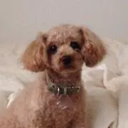 chappyの画像