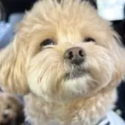 tの画像