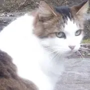 華鳥の画像