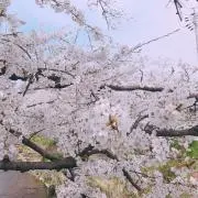 菜絋