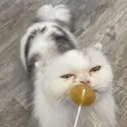ゅ