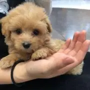 れーぽん