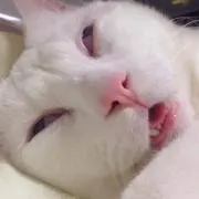 あーしゅ