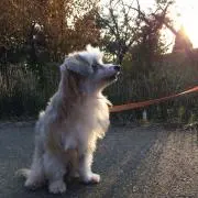 ちろり庵の画像