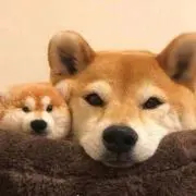 ポンポン