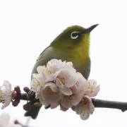 Kuro