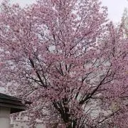 なつ