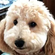 のんの画像